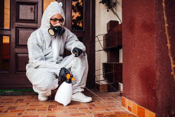Attic and Crawl Space Rodent Treatment in West Falmouth