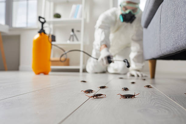 Commercial Rodent Management in West Falmouth